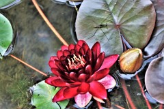 葉の上で一休み