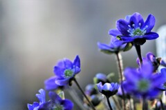 雪割草(百合が原公園温室）