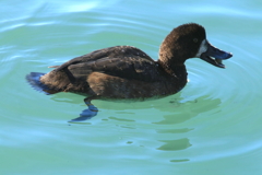 スズガモⅢ（蔵出）