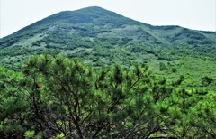 ハイマツとニセコアンヌプリ