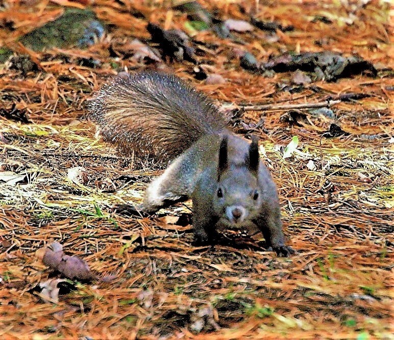 晩秋の中のエゾリス(蔵出、再投稿）