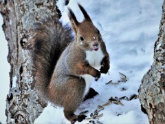 ヒマワリの種飽きた