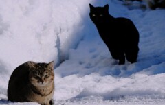 SNOWandCAT SNOWandCAT