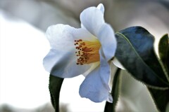 つばき(百合が原公園温室）