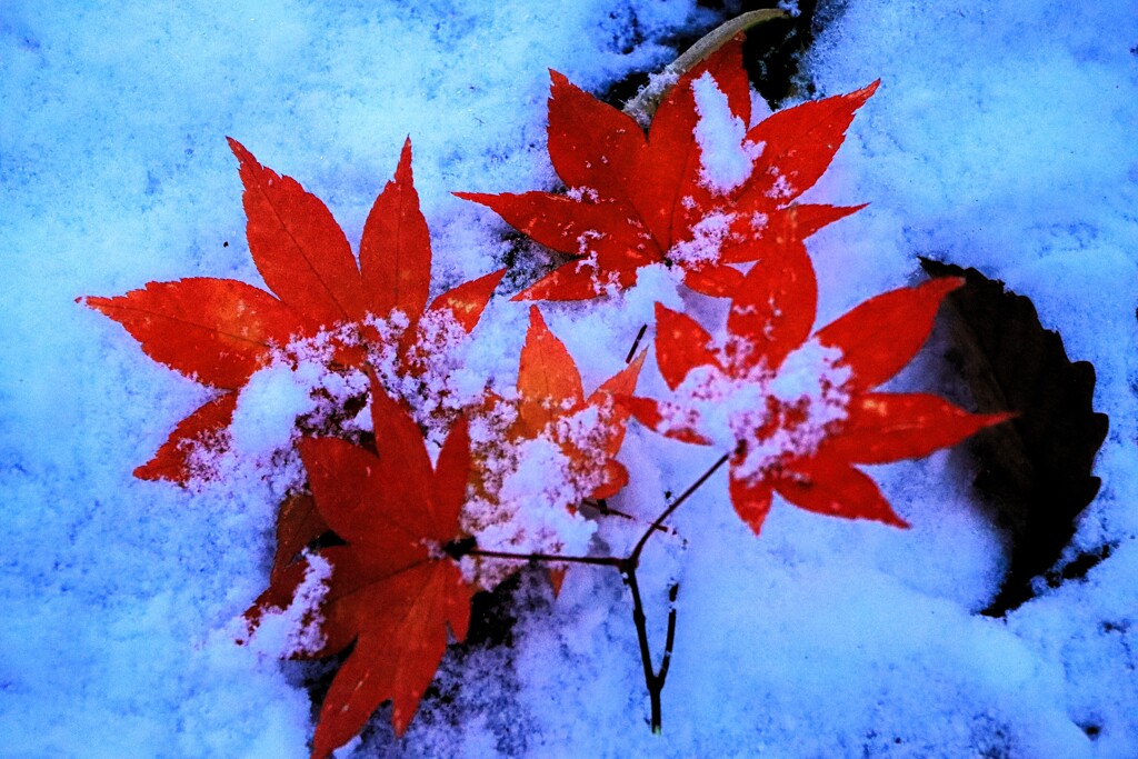 冬が来る前に貴方に会いたい～♪