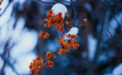 北国はもう雪 北国はもう雪