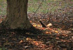 来る冬への準備