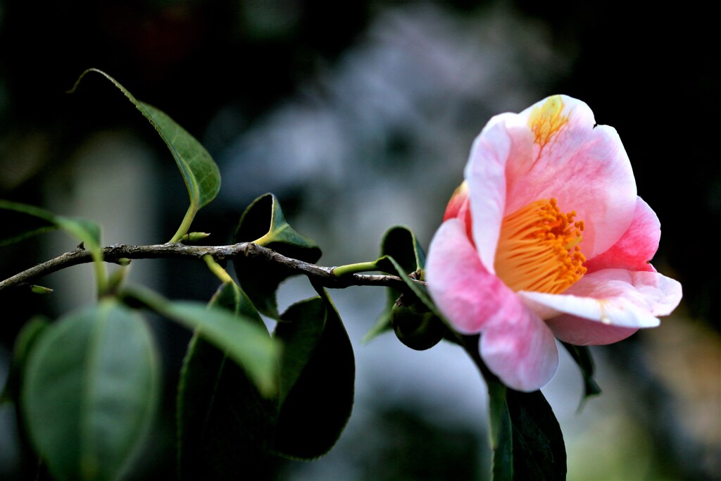 つばき(百合が原公園温室）