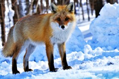 north fox(蔵出）