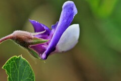 ハマエンドウの花