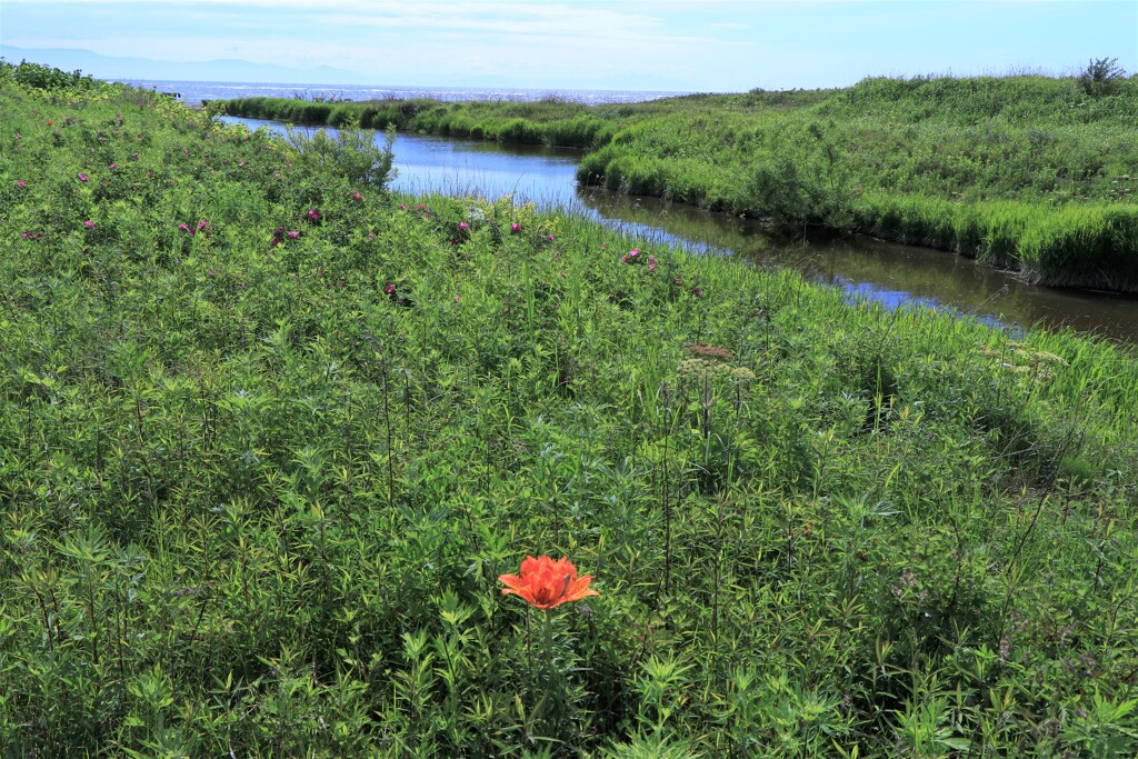 孤独(石狩知津狩川）