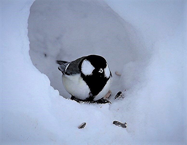 早く雪解けないかな(蔵出、再投稿）