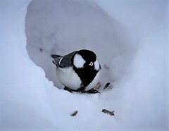 早く雪解けないかな(蔵出、再投稿）