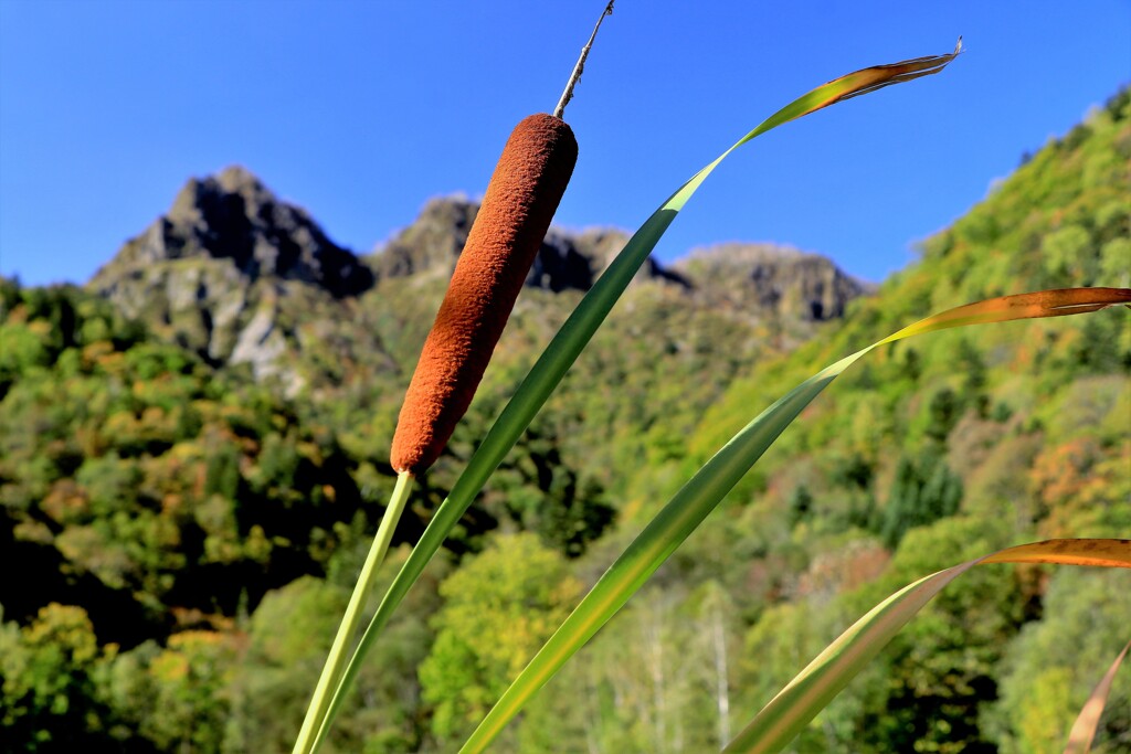 ガマの穂と天狗岳