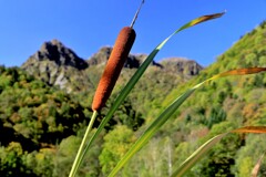 ガマの穂と天狗岳