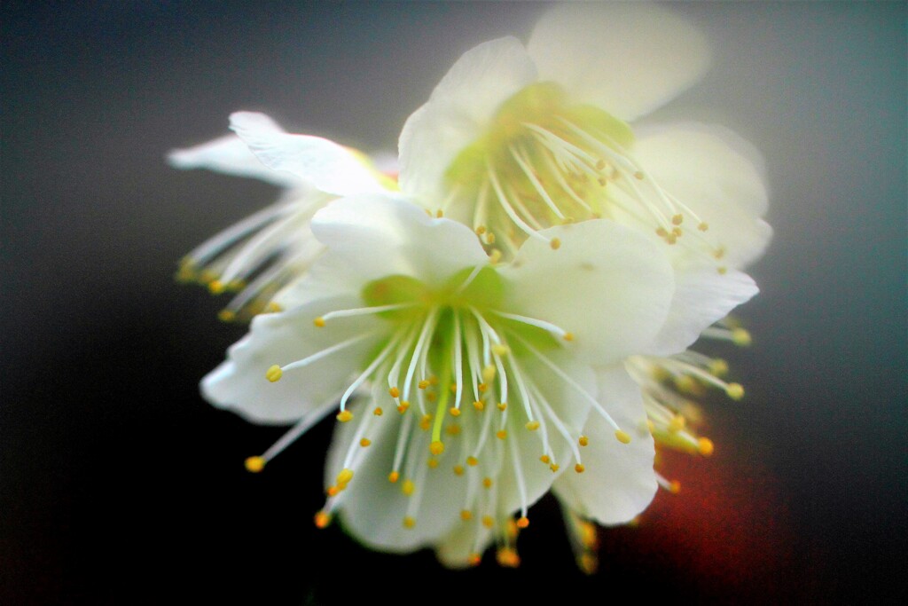 春が待ちどうしい～