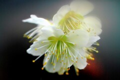 春が待ちどうしい～