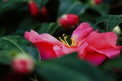 かくれんぼ かくれんぼ