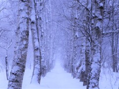 雪は降るあなたは来ない♪