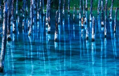 美瑛青い池