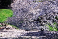 桜散る