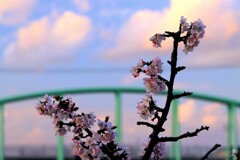 桜Ⅳ