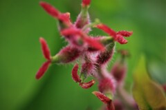 木の花(木名不明）