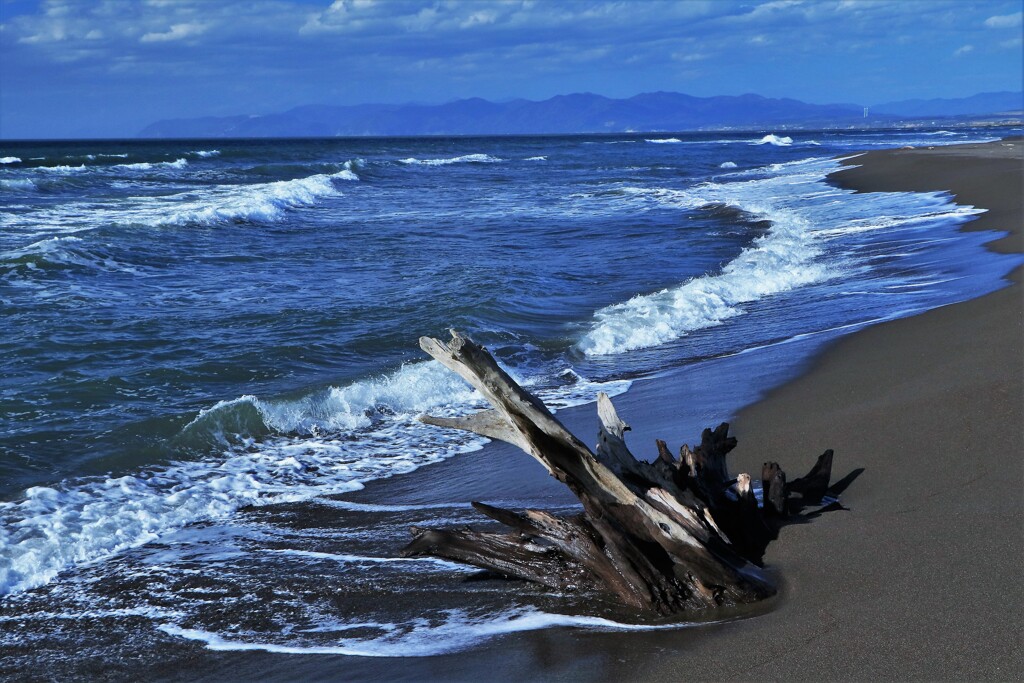 もう誰もいない海(流木）