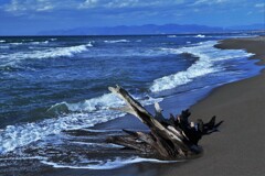 もう誰もいない海(流木）