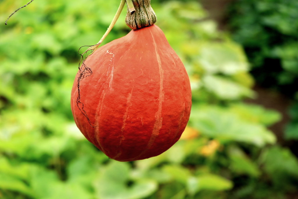 色々なかぼちゃ