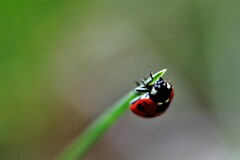 テントウムシのサンバ♪