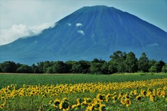 羊蹄山と向日葵