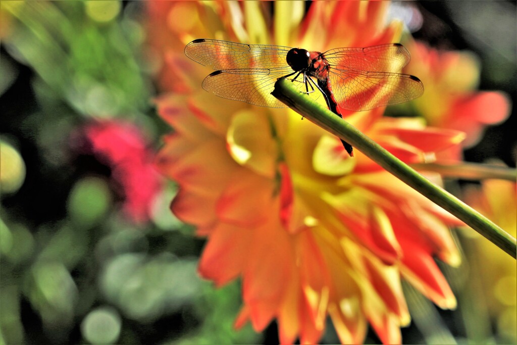 たがいに燃える