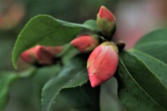 蕾(椿）