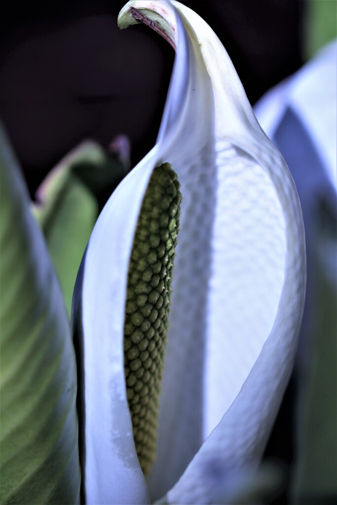 白い貴婦人(水芭蕉Ⅱ）