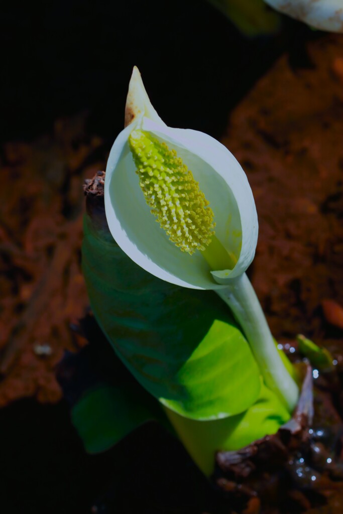 水芭蕉