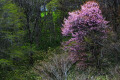 桜シリ－ズⅣ（野山に咲く桜）