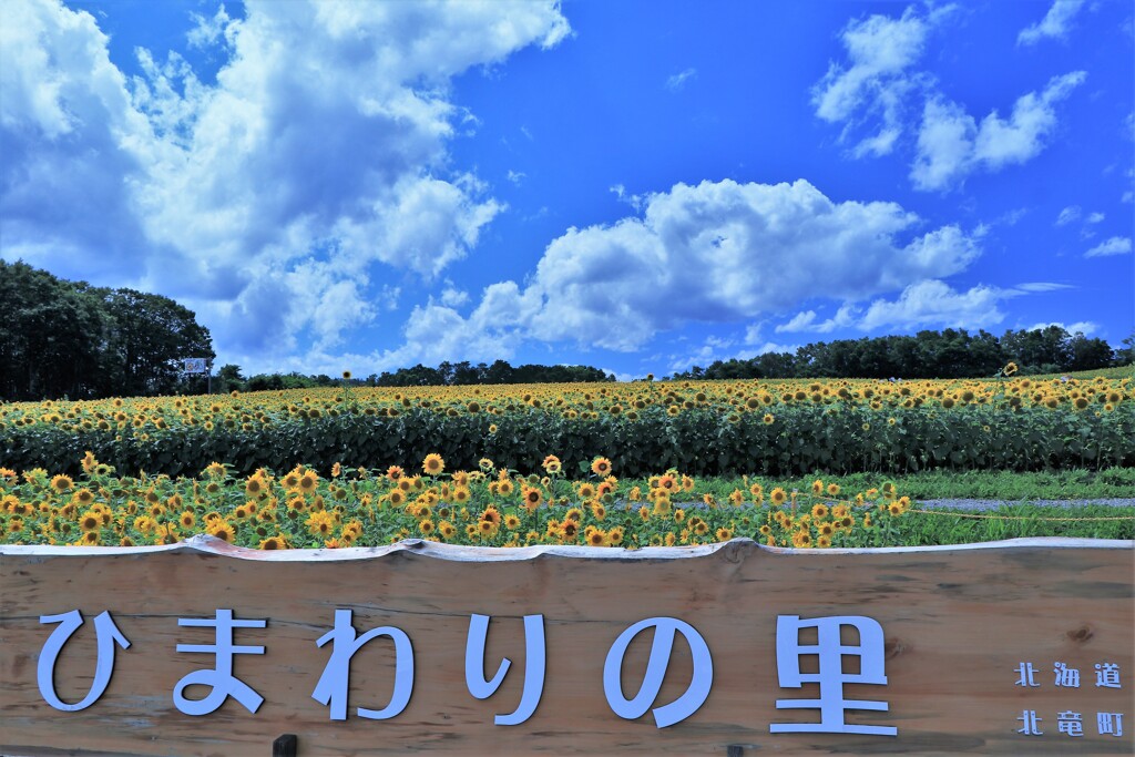 北竜町、ひまわりの里