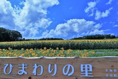 北竜町、ひまわりの里