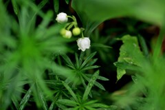 ひっそり(日本スズラン）