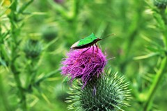 野アザミとカメムシ