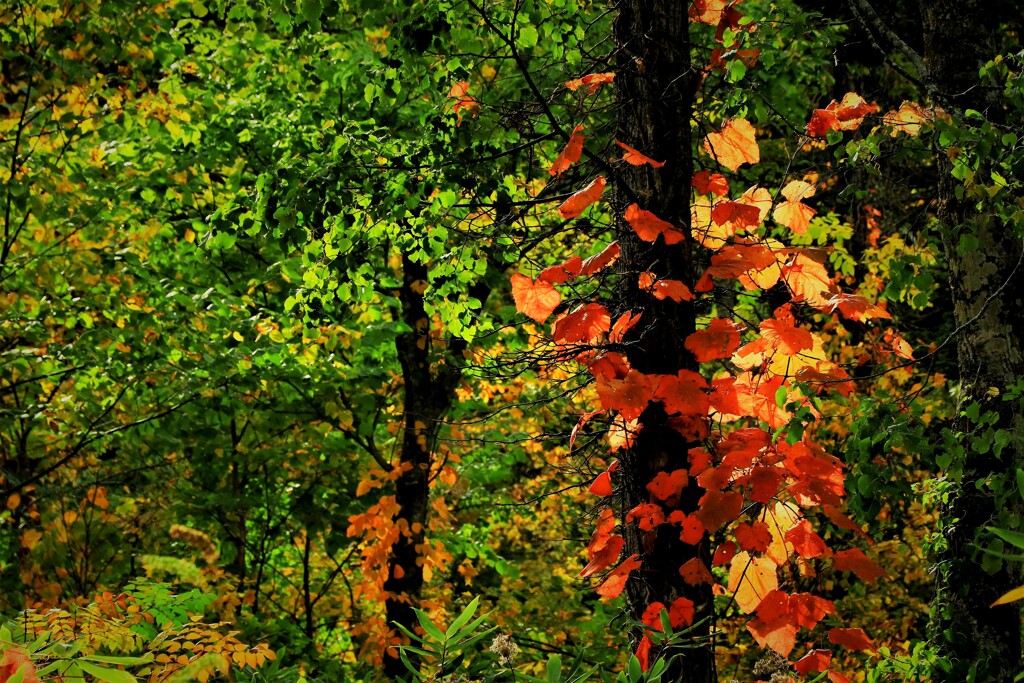 あ～秋ですね♪