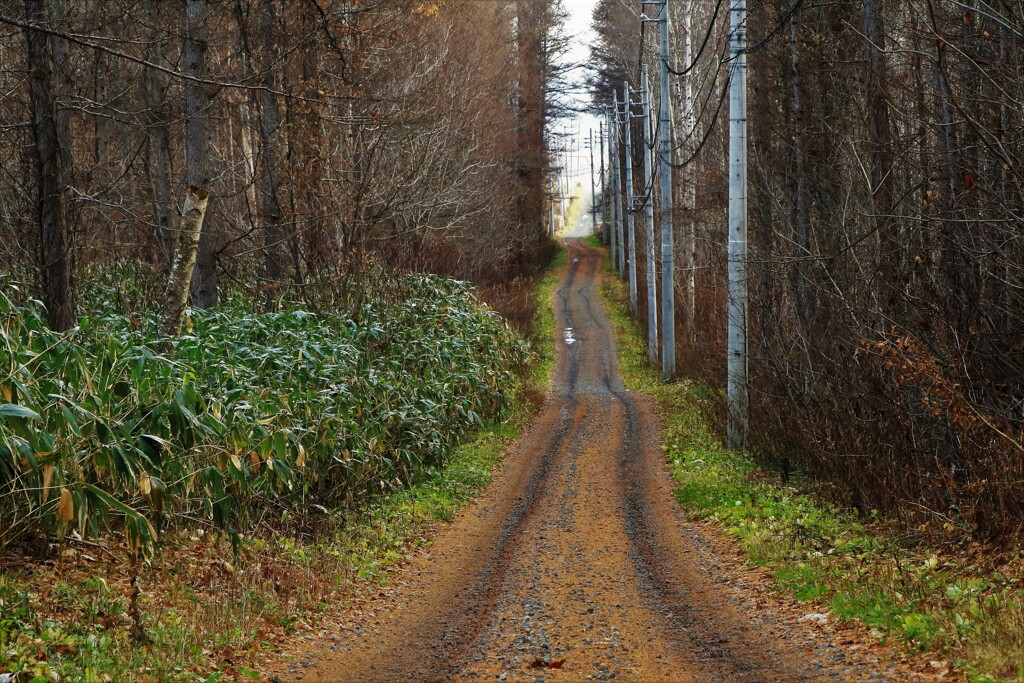 晩秋の林道