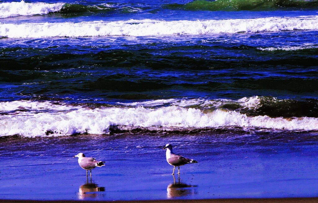 海辺の鳥たち