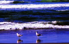 海辺の鳥たち