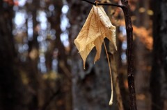 さようなら さようなら