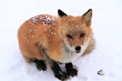 キタキツネ物語