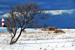 この木なんの木気になる木♪