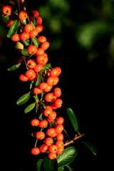 赤い数珠 赤い数珠