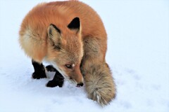 キタキツネ物語